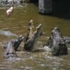 La Vanille Nature Park - Meet the Crocodiles!!