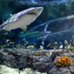 Oceanarium Odysseo: Explore the Hidden Treasures of the Indian Ocean